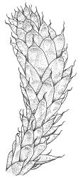 Lepyrodon lagurus, portion of shoot, dry. Drawn from G. Brownlie 823, CHR 426150.
 Image: R.C. Wagstaff © Landcare Research 2018 
